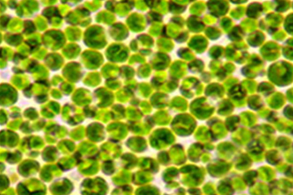 Chlorella_01