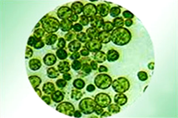 Chlorella_03