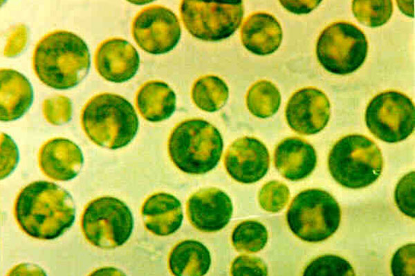 Chlorella_04