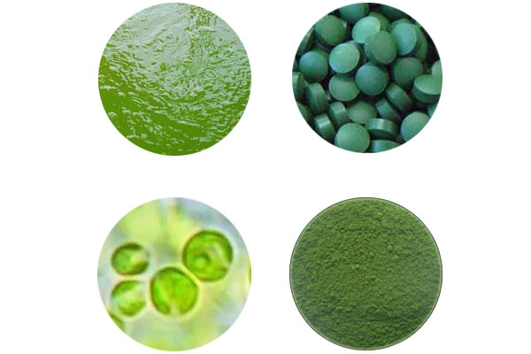 Chlorella_05