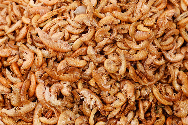 Gammarus